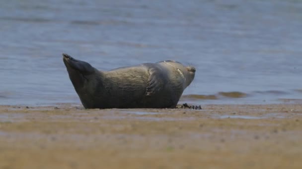 Pieczęć Pospolita Lub Przybrzeżna Phoca Vitulina Leżąca Plaży Texel Holandia — Wideo stockowe