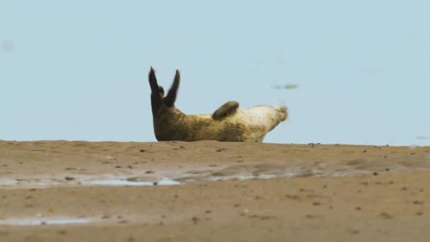 Phoca Vitulina Young Harbor Seal Stranden Flyttar Stift Och Ser — Stockvideo