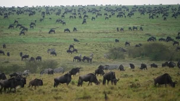 ケニアのMasai Maraゲーム保護区の草原にあるアフリカ動物の多さ — ストック動画