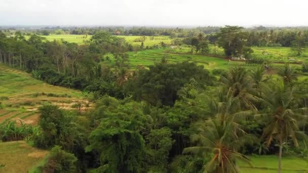 Campo Arroz Bali Drone Shot — Vídeo de Stock