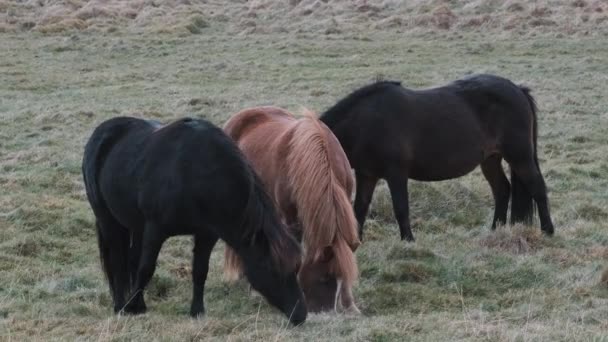 Tři islandští koně pasoucí se společně na otevřeném poli. Úzká rána.