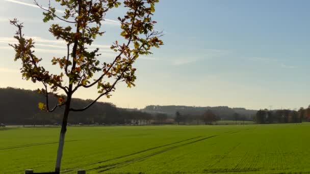 Einsamer Baum Mit Bunten Blättern Und Grünem Acker Mit Autos — Stockvideo