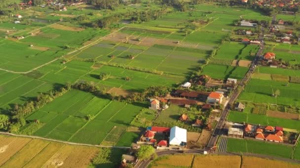 Green Field Dans Une Petite Ville Bali — Video