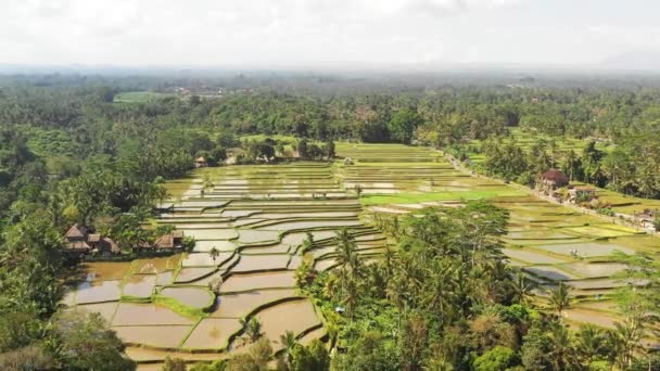 Bali Sında Geniş Pirinç Sahası — Stok video