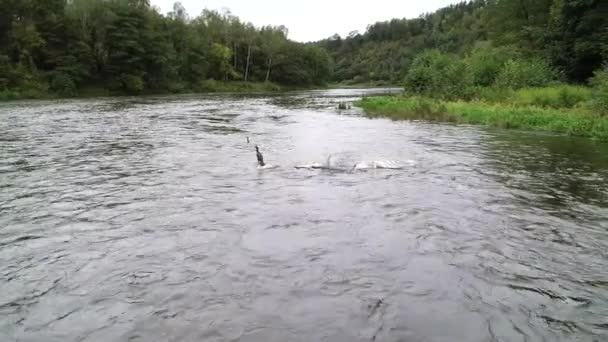 Νεροπούλια Στο Ποτάμι Φύση Τοπίο Drone Πλάνα — Αρχείο Βίντεο