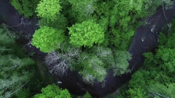 Horní Pohled Tekoucí Lesní Řeku Záběry Dronů Shora — Stock video