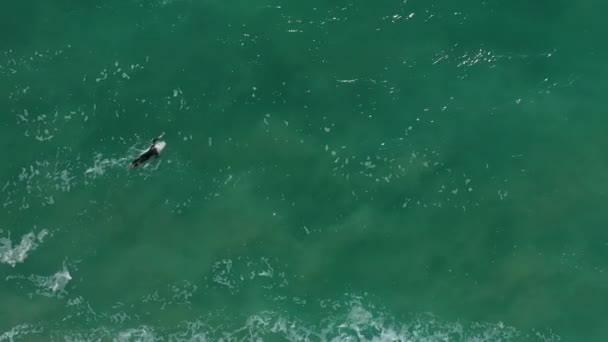 Drone Top View Shot Van Een Professionele Surfer Duiken Onder — Stockvideo