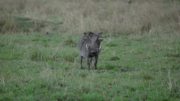 Warthog Com Presas Brancas Ainda Parque Nacional Safári Vida Selvagem — Vídeo de Stock