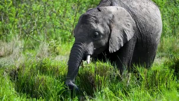 Afrikaanse Olifant Grazen Hoog Gras Plantenetend Dier Close — Stockvideo