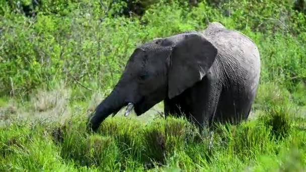 Lone Young Elephant Grazing Tall Grass African Safari — Stock Video