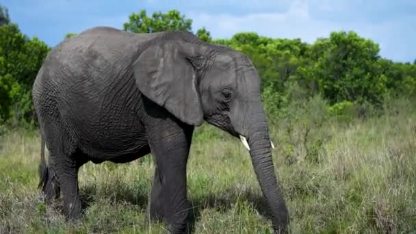 Afrikansk Elefant Använder Stammen För Att Sätta Gräs Munnen Stora — Stockvideo