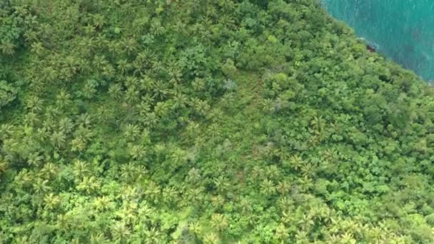 도미니카 공화국의 바위투성이 해안선을 하늘을 비행기가 야자수 과푸른 — 비디오