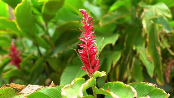 Primo Piano Colpo Fiori Tropicali Rossi Che Crescono Nella Giungla — Video Stock