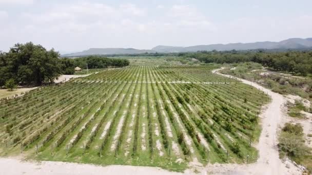 Voo Sobre Vídeo Parras Fuente Coahuila México Vinho Mexicano Vinha — Vídeo de Stock