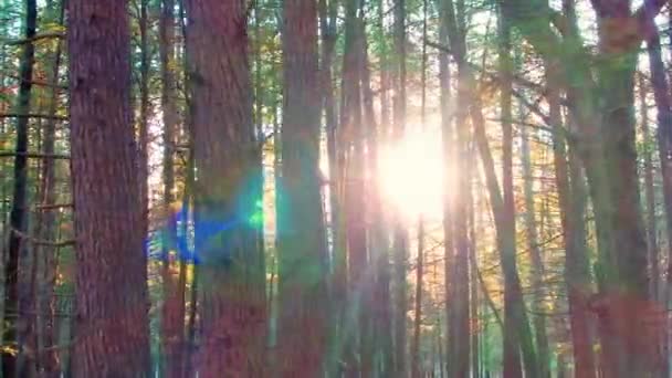 Imagens Suaves Uma Floresta Pinheiros Queda Com Folhas Chão Bela — Vídeo de Stock