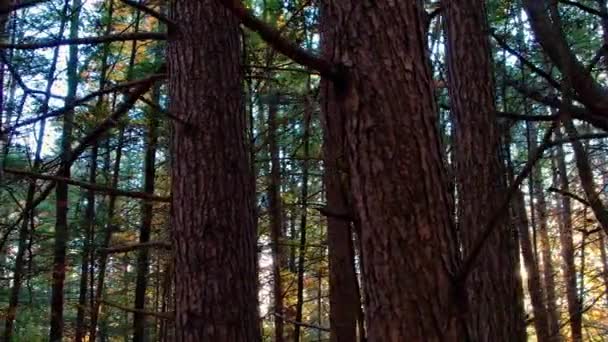 Smooth Footage Fall Pine Forest Leaves Ground Beautiful Golden Light — Stock Video