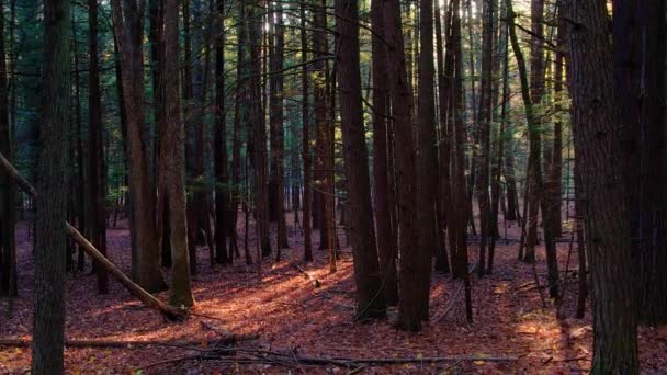 Гладкие Кадры Осеннего Соснового Леса Листьями Земле Красивым Золотым Светом — стоковое видео