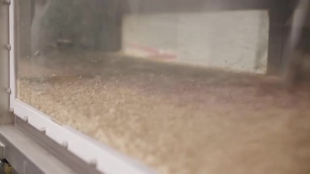 一种装满燕麦的机器 用来在燕麦蒸熟后烘干加工步骤 — 图库视频影像