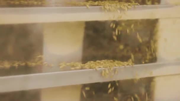 オート麦は乾燥して害虫から分離されます — ストック動画