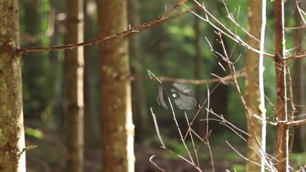 Pequenas Teias Aranha Numa Árvore Brilhar Luz Sol Paisagem Florestal — Vídeo de Stock