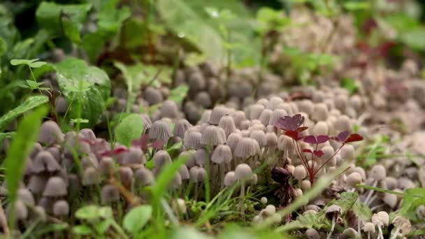 Patch Little Mushrooms Growing Wooden Path Nature Plants Close Bokeh — Stock Video