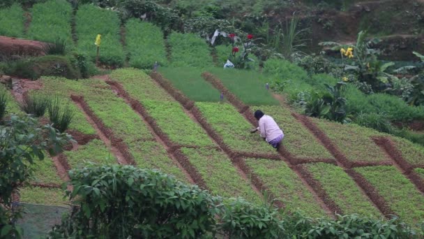 高地スリランカのプランテーションで茶を摘む男 角川茶工場フィールド — ストック動画