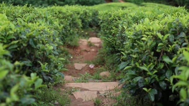 Closup View Road Passing Tea Plantation Sri Lanka — 图库视频影像