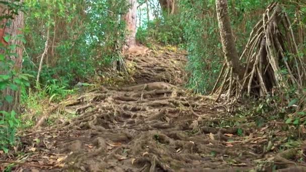 Статический Снимок Тропических Лесов Корневой Дорожкой Лозой Гавайи — стоковое видео