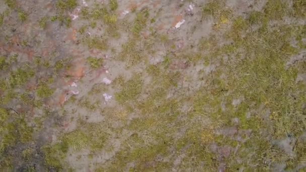 Moody Arriba Abajo Drone Disparo Una Playa Cubierta Hierba Vacía — Vídeo de stock