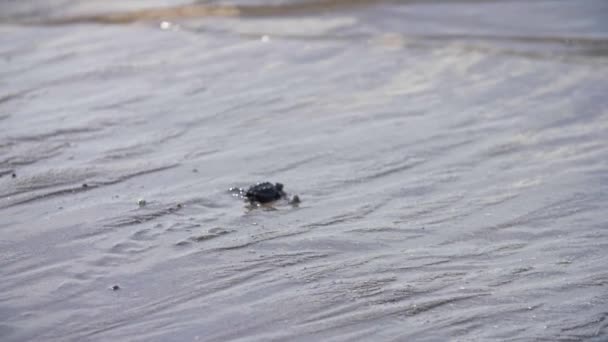 Neugeborenes Schildkrötenbaby Erreicht Zum Ersten Mal Die Welle Des Meerwassers — Stockvideo
