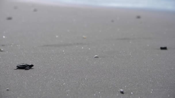 Tartaruga Recém Nascida Areia Praia Dia Ensolarado Com Espaço Cópia — Vídeo de Stock