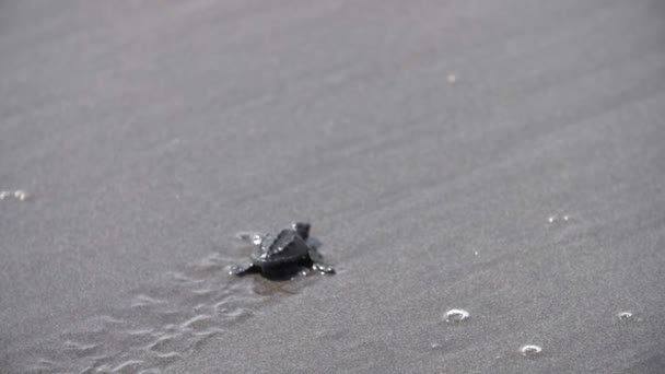 海岸に足跡を残す湿った砂のビーチで歩く海鳥の赤ちゃんカメ — ストック動画