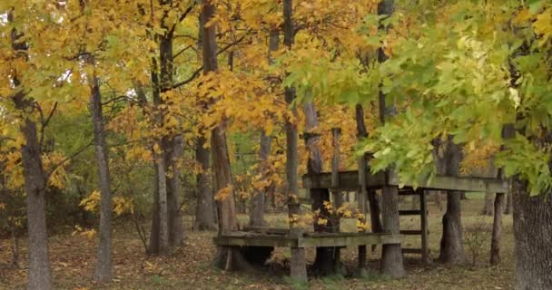 Падіння Кольору Дерев Дме Листя — стокове відео