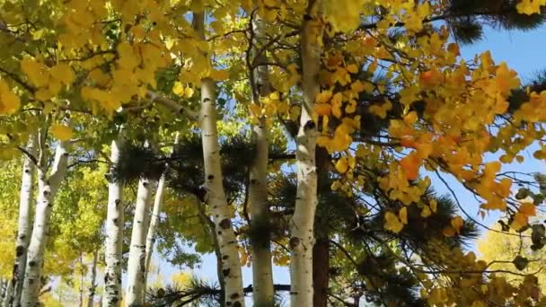 Witte Herfstberken Met Herfstbladeren Overdag Panning Shot — Stockvideo