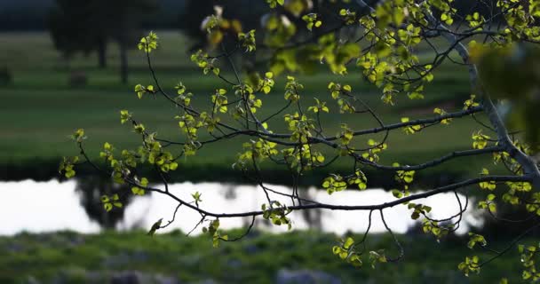 Paysage Tranquille Étang Dans Une Forêt Par Une Journée Sombre — Video