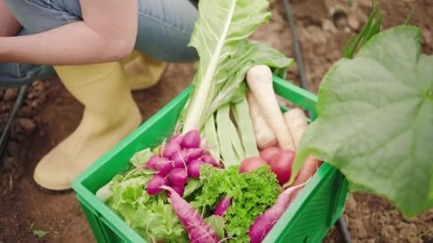 Çiftçi Taze Sebzelerle Dolu Bir Sandığa Salatalık Koyuyor — Stok video