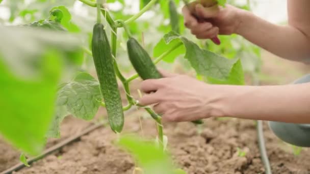 Agricultor Colhendo Pepino Com Uma Pequena Faca Uma Estufa Comercial — Vídeo de Stock