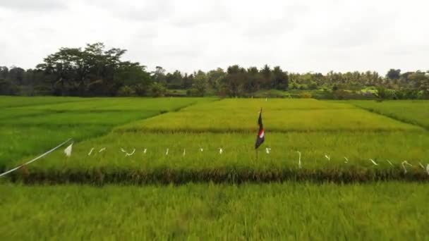 Rýžové Pole Bali Drone Shot — Stock video