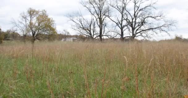 Herbst Farbe Bäume Rande Eines Feldes Gras Weht Vordergrund — Stockvideo