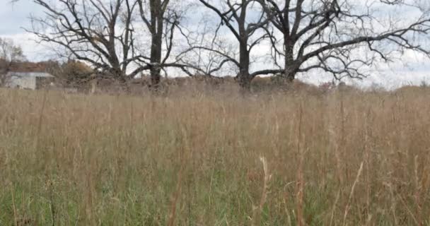 在一片野草的边沿上倒着五彩缤纷的树 刮起了前景色 — 图库视频影像