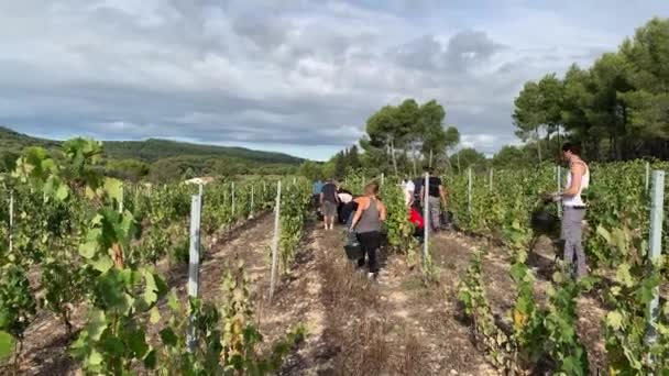 Trabajadores Cosechando Uvas Viñedo Del Sur Francia Ancho Tiro — Vídeos de Stock