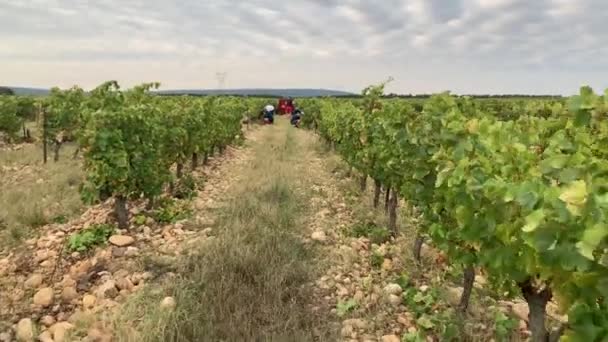 Caminando Hacia Recolector Uvas Trabajo Viñedo Francés Provenza Pov — Vídeo de stock