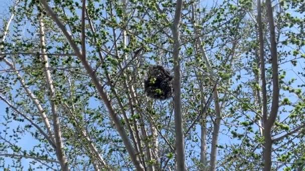 大黄蜂纸巢挂在树上 — 图库视频影像