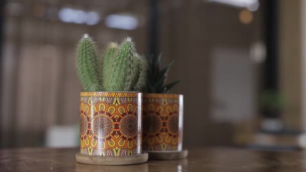 精美木桌上装饰杯中的小仙人掌植物特写 — 图库视频影像