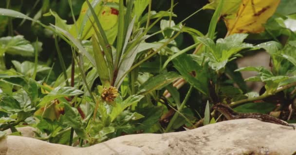 Anolis Cybotes Che Riposa Sulla Roccia Vicino Fiume Tanama Porto — Video Stock