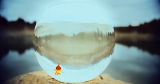 金鱼带着水在鱼缸里游泳 背景上的湖滨多云的一天 封闭空间和自我封闭 限制行动 让路给成功 幸福的概念 — 图库视频影像
