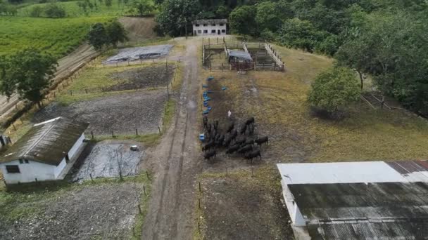 Pastoreio Touros Para Campos Verdes Uma Instalação Produção Costa Equatoriana — Vídeo de Stock