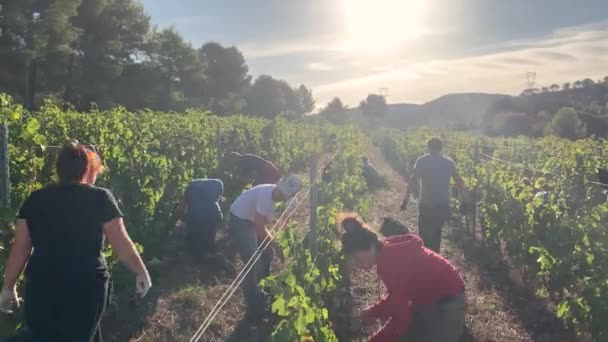 Colheita Uva Francesa Colheita Tradicional Sul França Paisagem Mediterrânica — Vídeo de Stock