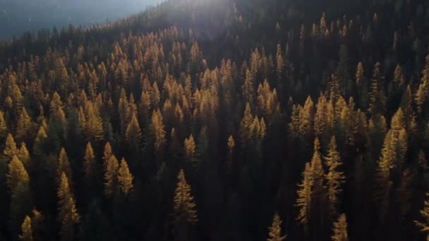 Dolly Śledzenie Aerial Złotego Lasu Modrzewia Ujawnić Pochylić Się Słońca — Wideo stockowe