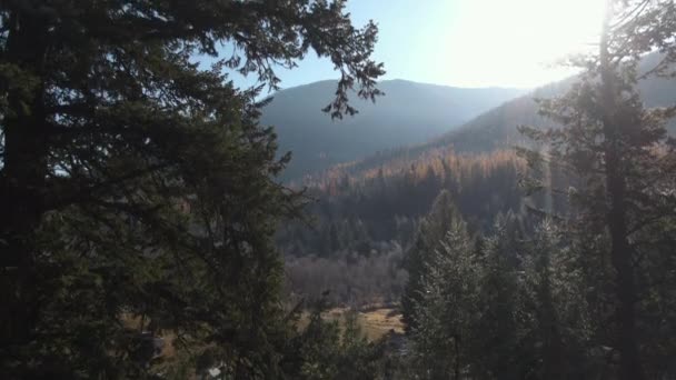 Steigende Antenne Von Lärchenwald Mit Vordergrundbaum British Columbia — Stockvideo